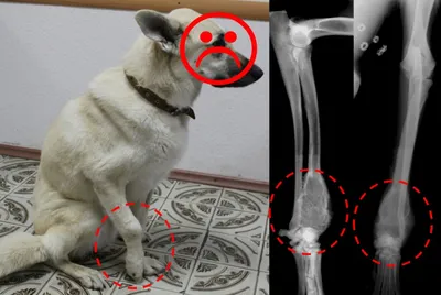 Фотографии с информацией о заболеваниях у собак: скачать бесплатно в jpg формате