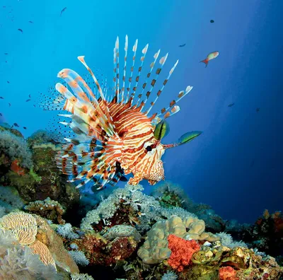 Опасные рыбы красного моря фото фотографии