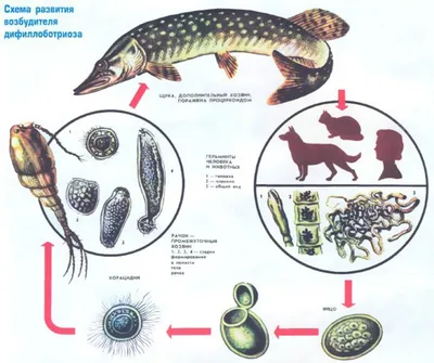 В чем опасность описторхоза в речной рыбе, как происходит заражение и  дальнейшее лечение | Рыбалка 63 | Дзен