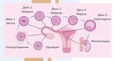 Оплодотворение у человека фото