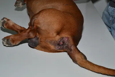 Фото опухоли у собаки: выявление и лечение