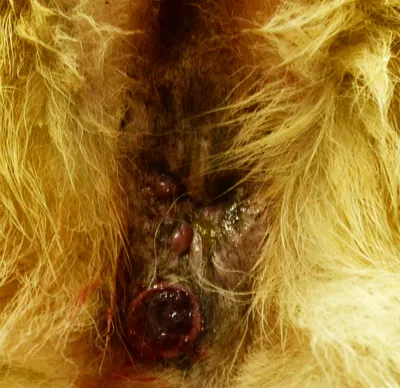 Фон собачьей опухоли под хвостом: прекрасные изображения для обоев