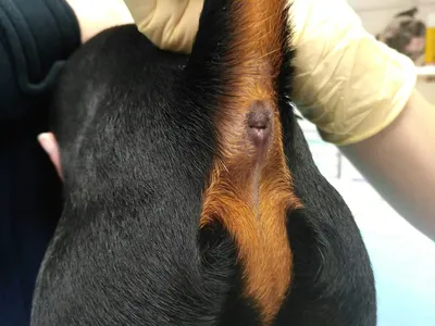 Опухоль у собаки под хвостом: уникальные фото для исследования