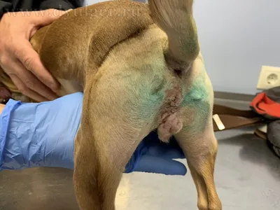 Фото собаки с опухолью под хвостом: скачать в png или jpg