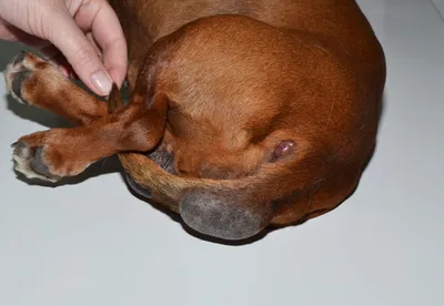 Изображения опухоли под хвостом у собаки: выберите нужный размер