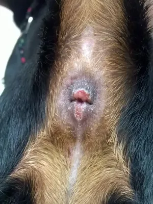 Опухоль у собаки под хвостом: уникальные фото для изучения