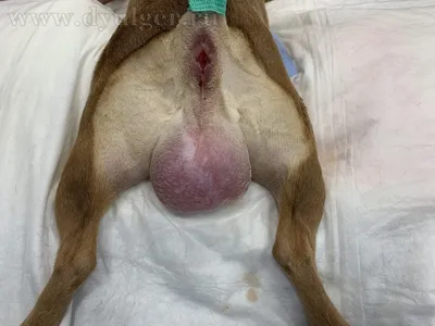 Фотографии опухоли у собаки под хвостом: разные размеры на выбор