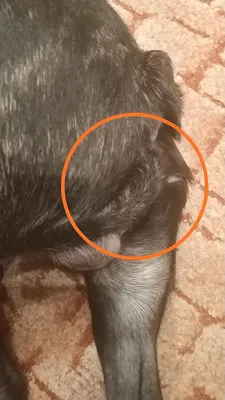 Собачья опухоль под хвостом: фото в формате webp для быстрой загрузки