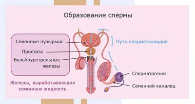 [77+] Органы человека фото мужчины фото