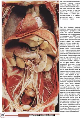 Анатомия человека. Фотографический атлас. Том 3. Внутренние органы. Нервная  система