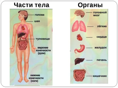 Диаграмма: Внутренние органы человека | Quizlet