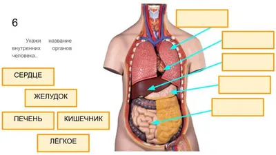 Внутренние органы человека. worksheet | Live Worksheets