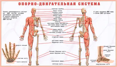 Билим булагы – Биология:Органы и системы органов человека