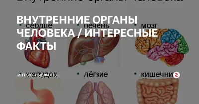 ВНУТРЕННИЕ ОРГАНЫ ЧЕЛОВЕКА / ИНТЕРЕСНЫЕ ФАКТЫ | Интересные факты | Дзен