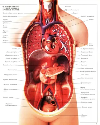Строение человека (внутренние органы): 30 фото с надписями