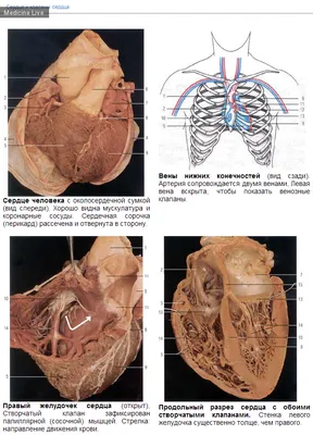 анатомия (Полезные материалы, Медицинские книги, Физиология) / Поиск по  тегам (сердце, мышцы, схемы, обновления, атлас) / Страница 8 / Medicine Live