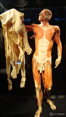 Отзыв о Выставка \"Body worlds\" (Россия, Москва) | Где \"искусство\"?