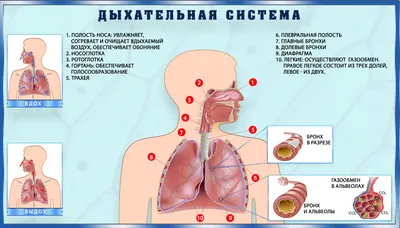 Мочевыделительная система - Kenhub