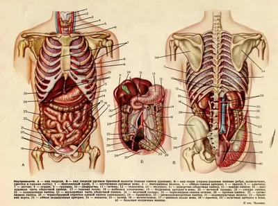 Строение человека (внутренние органы): 30 фото с надписями