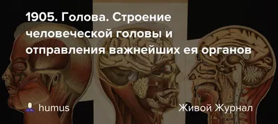 Детский куб анатомии человеческих органов, обучающие игрушки для детей  Homeschool | AliExpress