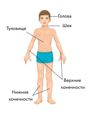 Пластическая Анатомия для Художников (Что это? Зачем?)