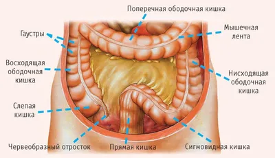 Второе сердце мужчины