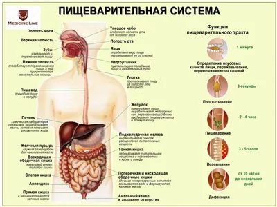 Электрическое сопротивление человеческого тела