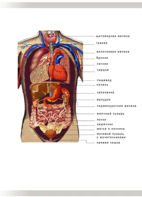 Картинки расположение органов человека (69 фото)