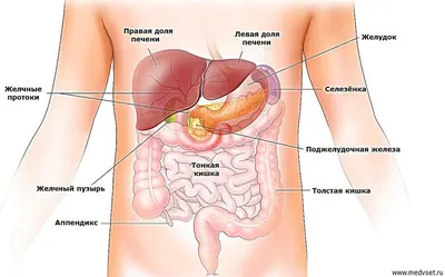 Строение внутренних органов человека | Уроки биологии, Учащиеся медучилища,  Анатомия и физиология