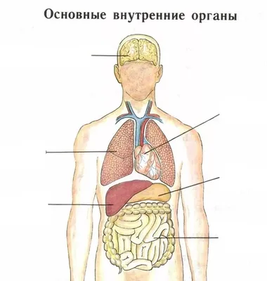 внутренние органы человека иллюстрация вектора. иллюстрации насчитывающей  малыш - 226565078