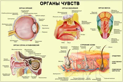 Внутренние органы человека» — создано в Шедевруме