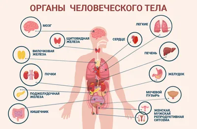 Анатомия органов брюшной полости | Remedium.ru