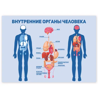 Деревянный пазл анатомия «Внутренние органы человека»