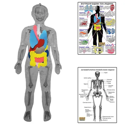 Дидактический плакат \"Тело человека\" - купить демонстрационные материалы  для школы в интернет-магазинах, цены на Мегамаркет |