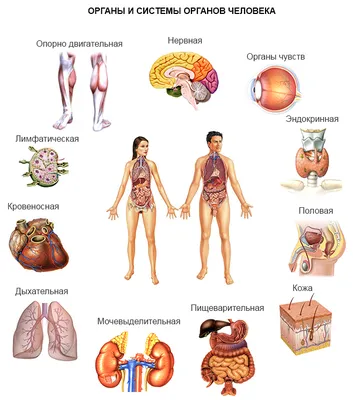 ⬇ Скачать картинки Модель человека органы, стоковые фото Модель человека  органы в хорошем качестве | Depositphotos