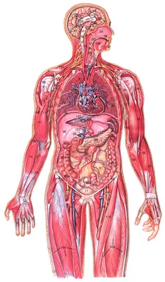 Внутренние органы человека: описание, расположение