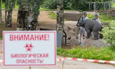 Фото Орхит у собак в формате jpg: выберите размер и скачайте бесплатно