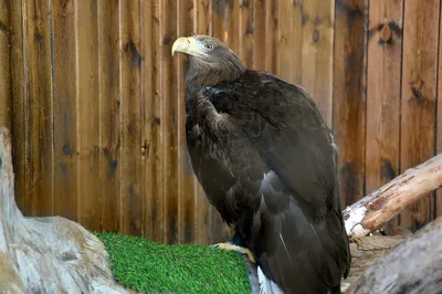 Птица Белоголовый орлан Bald eagle Stock Photo | Adobe Stock