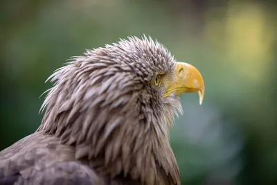 Белоголовый орлан | Bald eagle, Animals, Bird