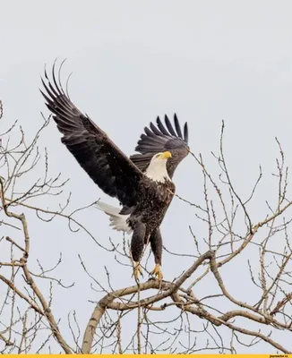 Скачать обои полет, крылья, орел, птица, белоголовый орлан разрешение  1920x1200 #150966