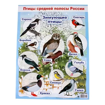 Лексическая тема \"ЗИМУЮЩИЕ ПТИЦЫ\" | Мио логопед Кристина Борисова | Дзен