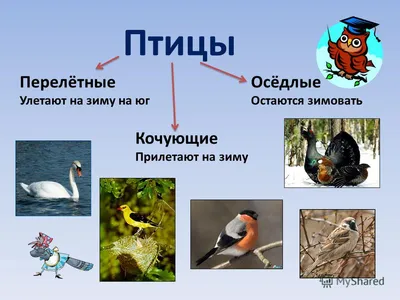 Картотека предметных картинок. Наглядный дидактический материал. 3-7 лет.  Выпуск №9. Домашние, перелетные, зимующие птицы | Нищева Наталия  Валентиновна - купить с доставкой по выгодным ценам в интернет-магазине  OZON (142614714)