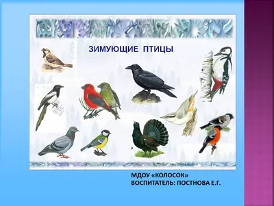 Зимующие птицы Поволжья». исследовательский поект