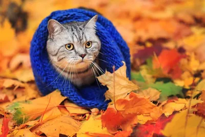Осенние картинки с котами