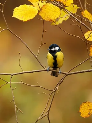 Photos animal Birds Autumn Tits Branches 600x800