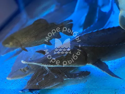 Русский и сибирский осетр|beluga-caviar.ru|статьи о черной икре