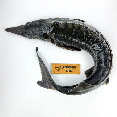 Рыба Осетр - «Поистине Царская рыба 👑 Даже косточек нет. Польза осетра для  организма. Как правильно разделать и приготовить? » | отзывы