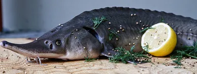 Осетр Сибирский – вкусная рыба из красной книги (рецепт)