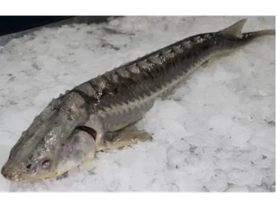 Рыба для пруда : Осетр Русач - 18-22 см