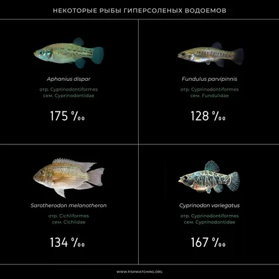 Набор для очистки рыбы МИРОПТ, 60х20 см, 1 шт купить по выгодной цене в  интернет-магазине OZON (731093862)